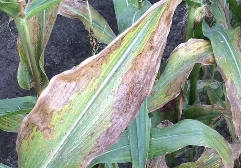 Corn leaf with Northern Leaf Blight lesions